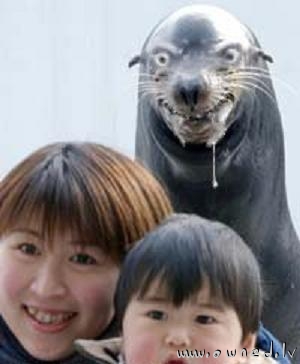 Insane seal