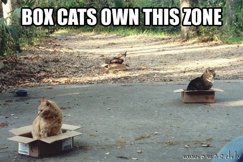 Box cats
