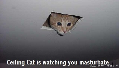 Ceiling cat