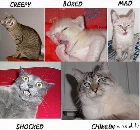 Cats