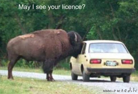 My I see your licence ?