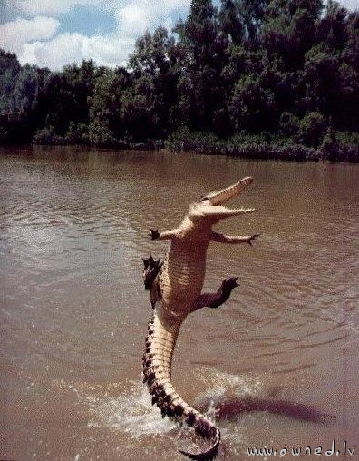 Flying croc