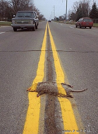 Roadkill