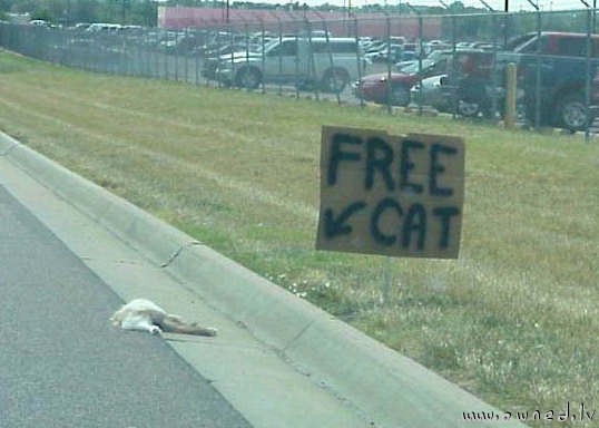 Free cat