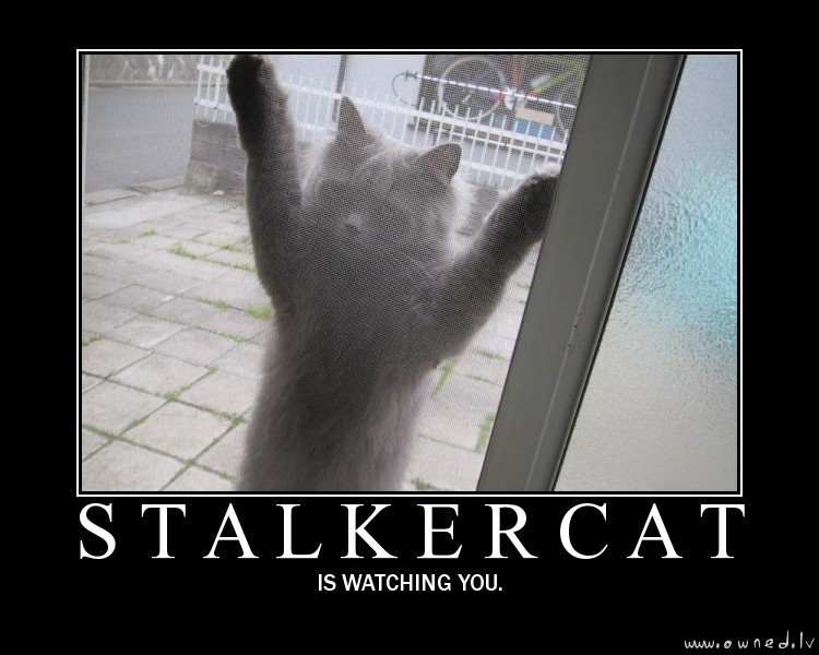 Stalkercat