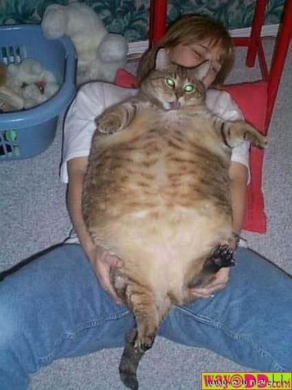 Fat cat