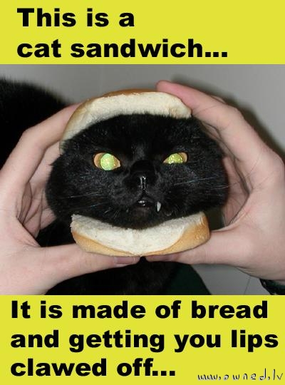 Cat sandwich