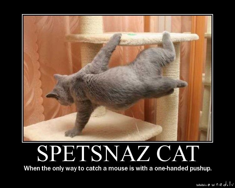 Spetsnaz cat