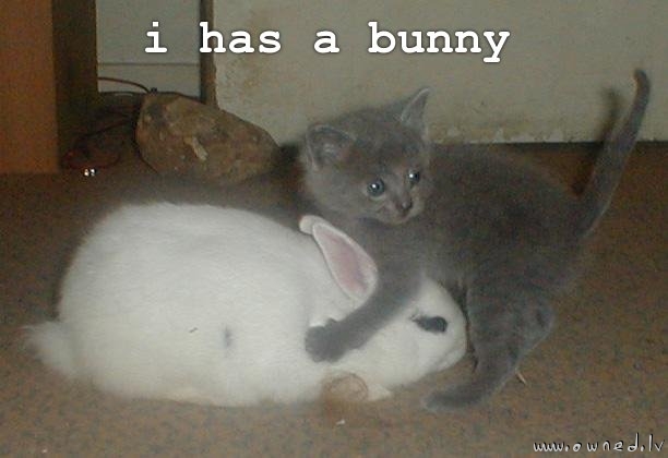 I has a bunny
