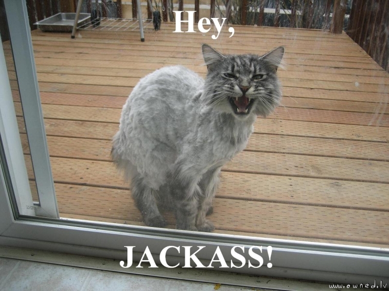 Jackass