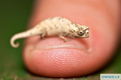 Baby Lizard