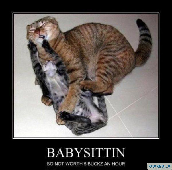 Babysitter cat