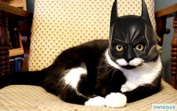 Bat cat