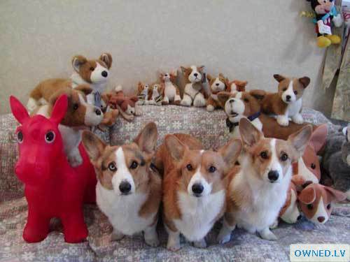 Can You Spot The Real Dogs....