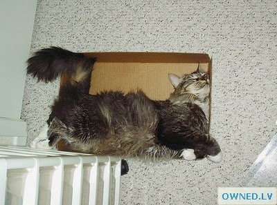 This cat loves sleeping in the box :)