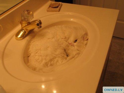 Cat in sink!
