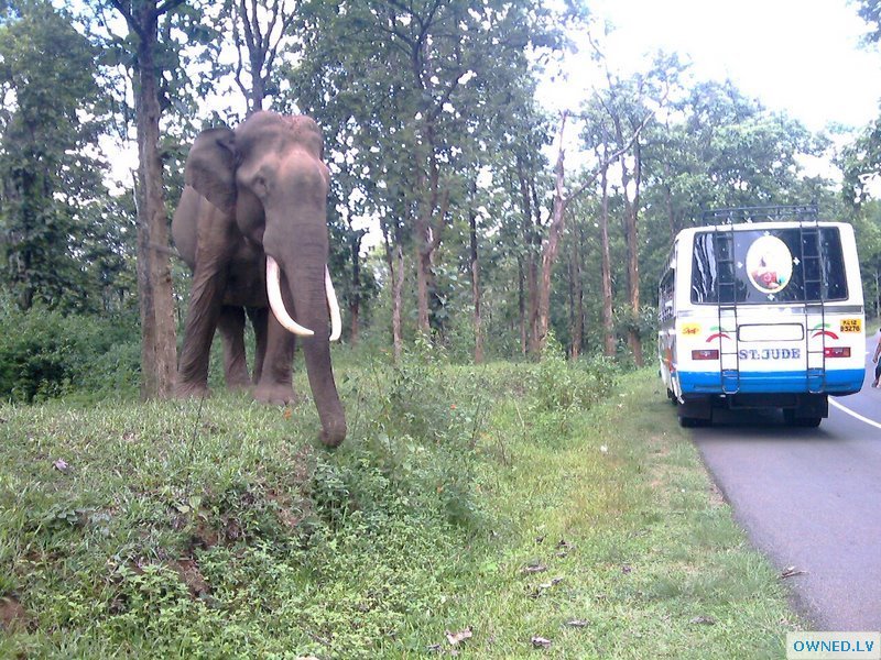 forest elephant.