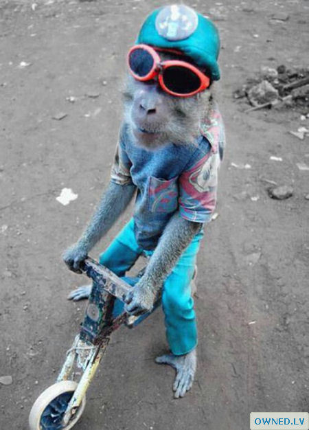 Cute Scooter Monkey