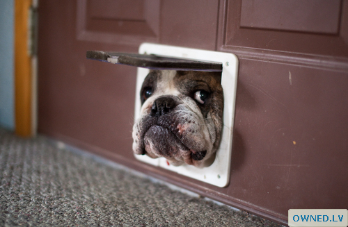 dog door