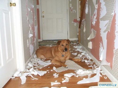 Dog FAIL!