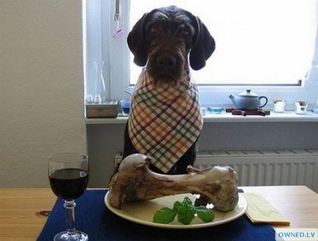 Dog big meal