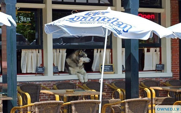 Doggie Shopkeeper