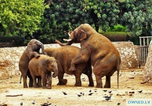 Elephant Orgy