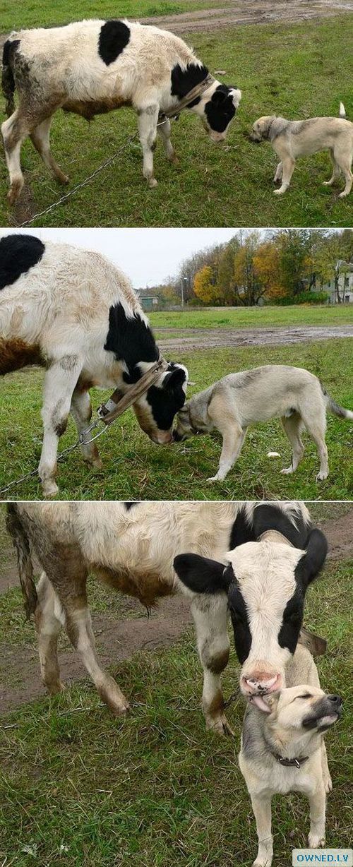 Farm buds