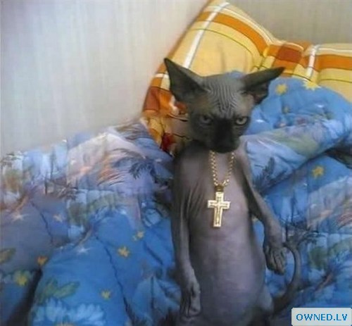 Feline Gangsta