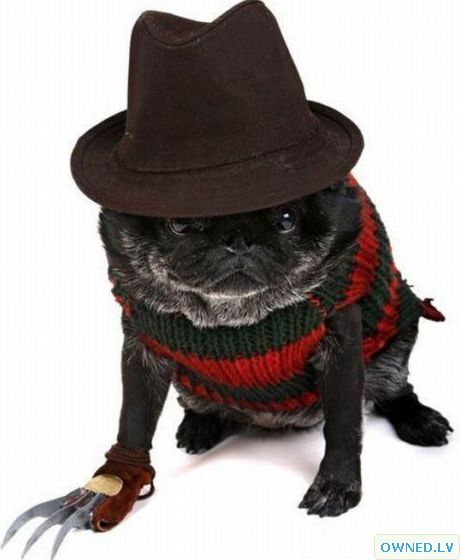 Freddy Kreuger Pug