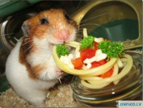 hamster pasta