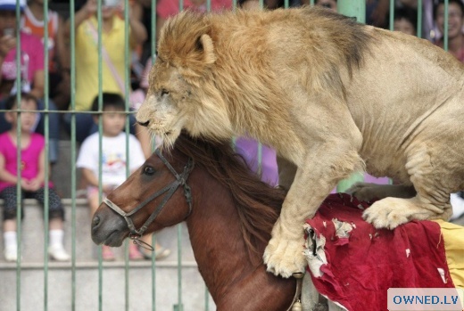 Horse ride