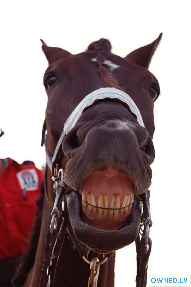 Horse Smile