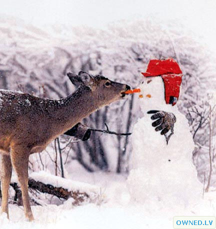 Hungry Deer Eats Frostie