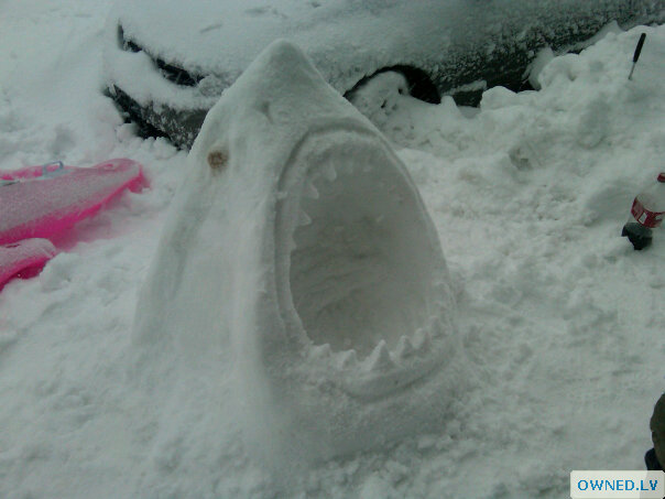 Ice shark!