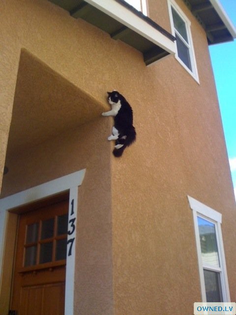 kitty ninja