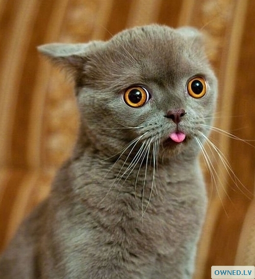 Kitty tongue