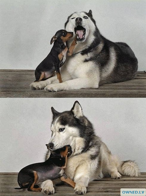 A cute Chihuahua was brave enough to get up close and personal with this Husky.