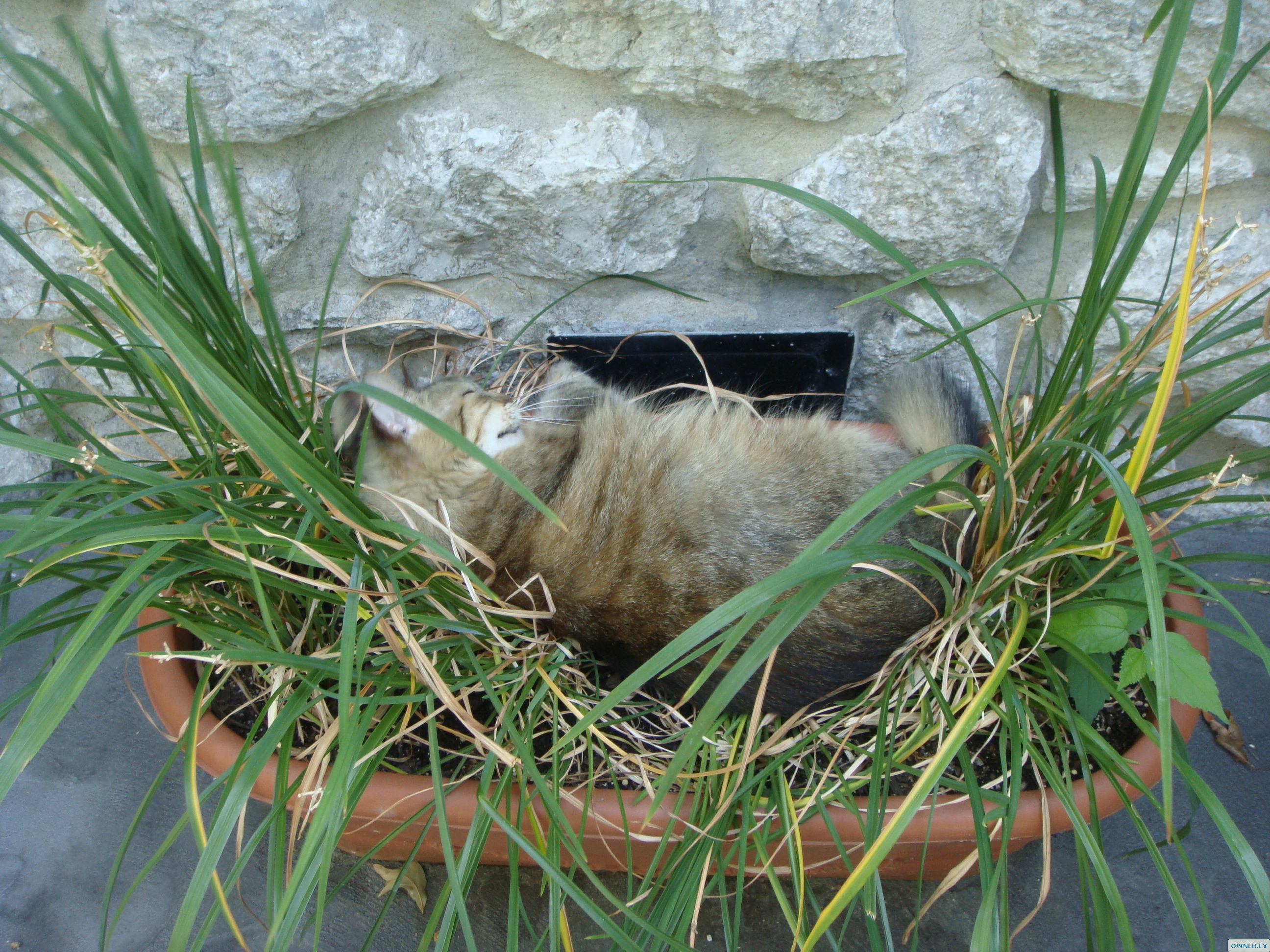 she sleeping in my plants