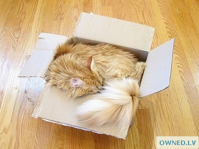This might be a great nap...
