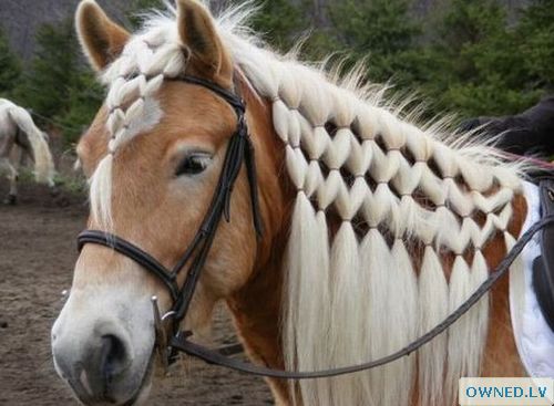 Nice braids