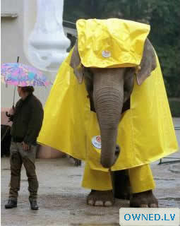 Nice Raincoat