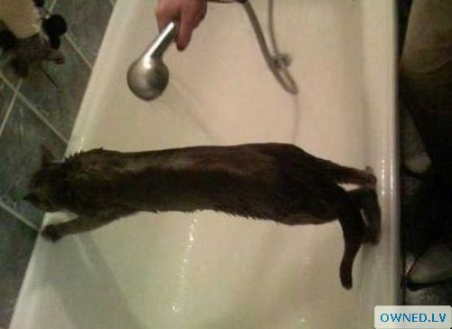 Kitten shower time!
