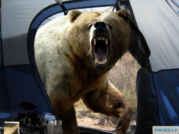 Angry bear!
