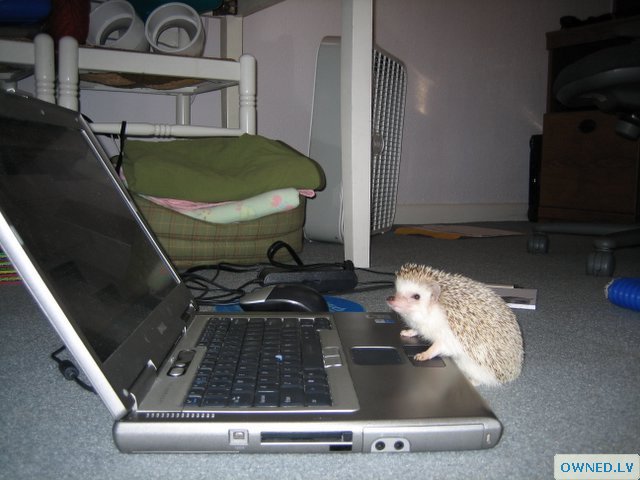 PC used by a strange animal