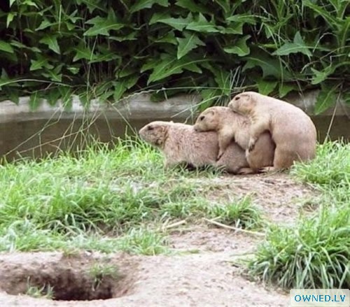 Prairie Dog Companions