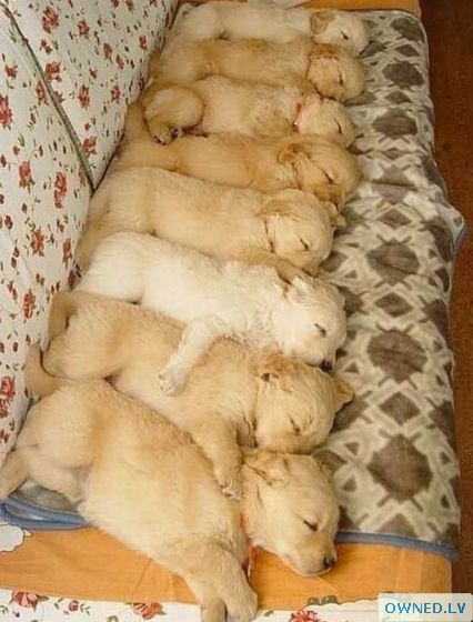 Puppy Stack