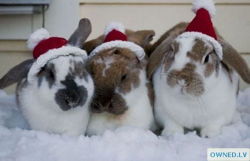 Snow Bunnies
