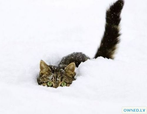 Snow Stalking