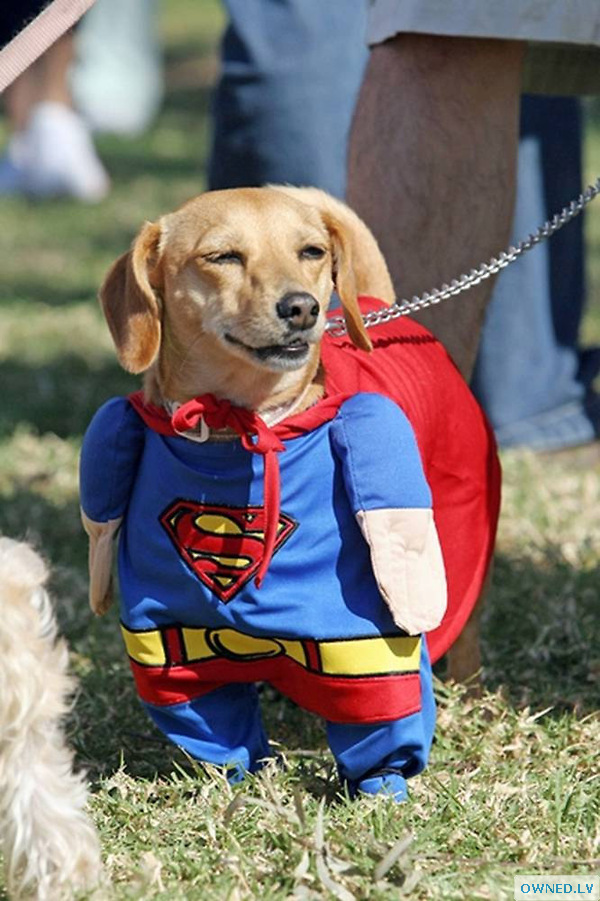 super doggie